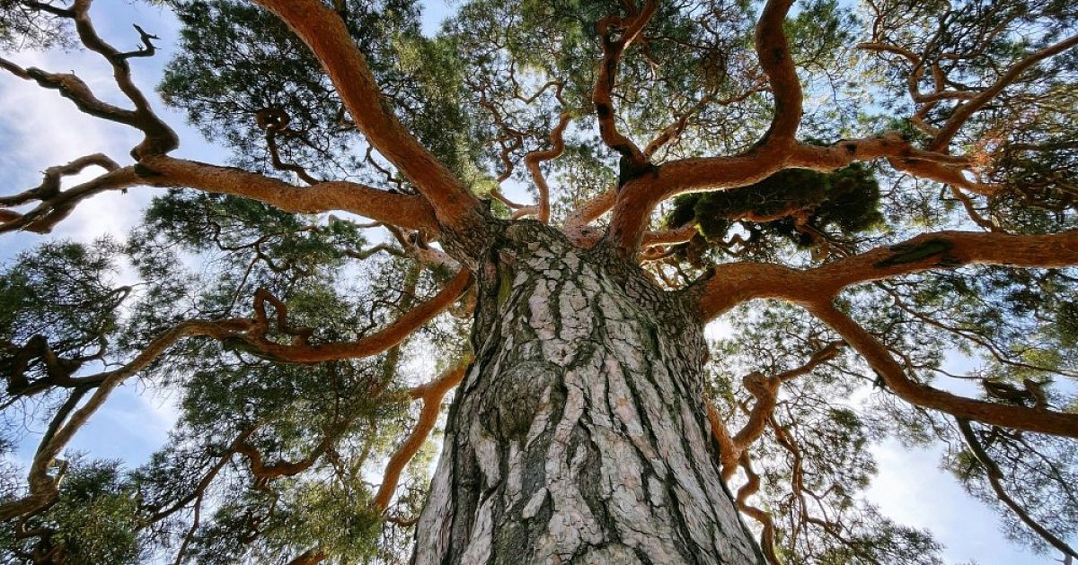 Češka osemčrkovna besedna uganka