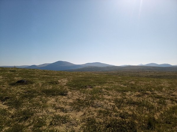 Sølvrabben