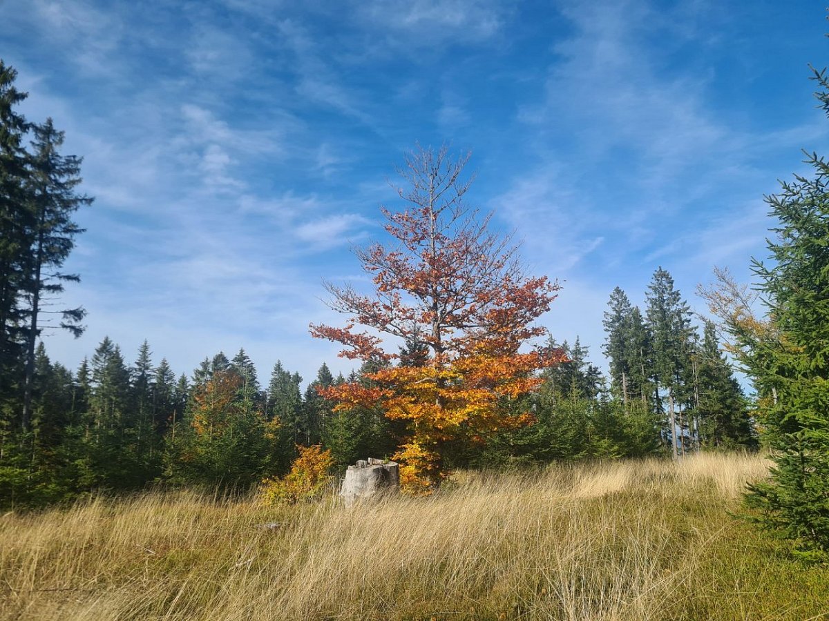 Lišák (1117&nbsp;m)