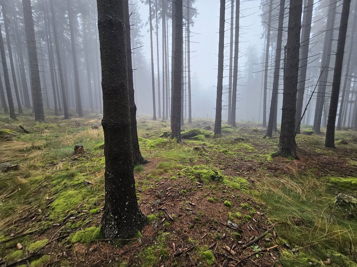 Zuklínský les (1011&nbsp;m)
