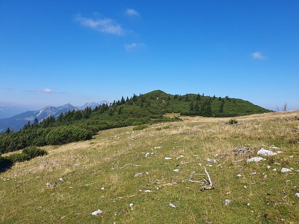 Korenščica