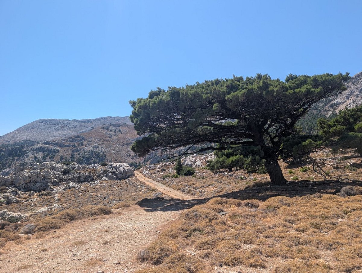 Φλάμουρα (785&nbsp;m)