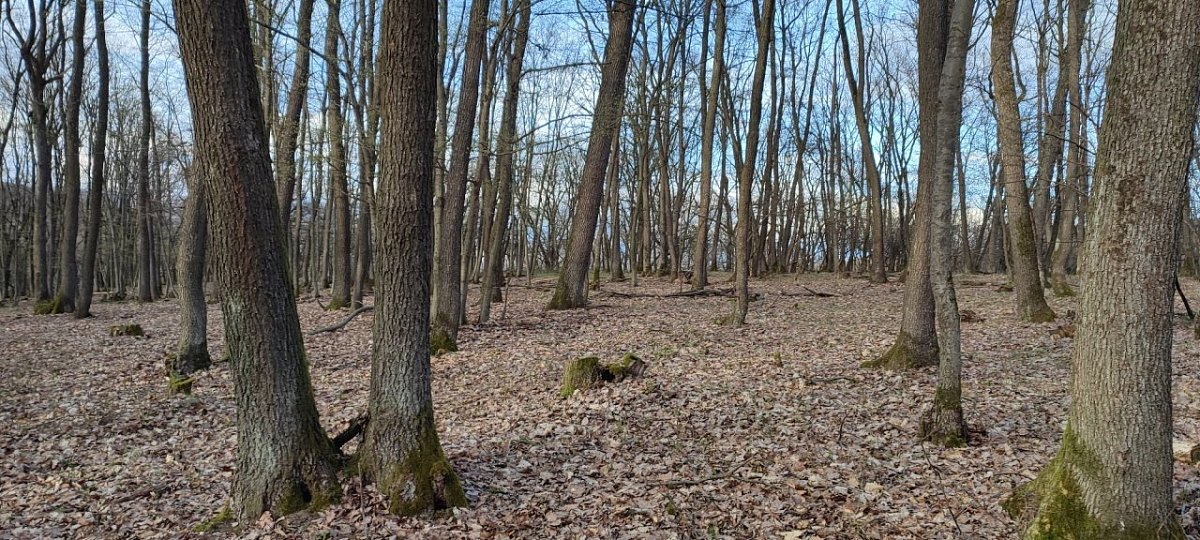 Háj (309&nbsp;m)