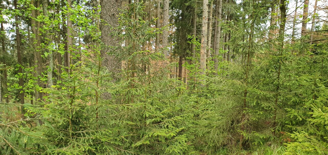 Obrovec (1146&nbsp;m)
