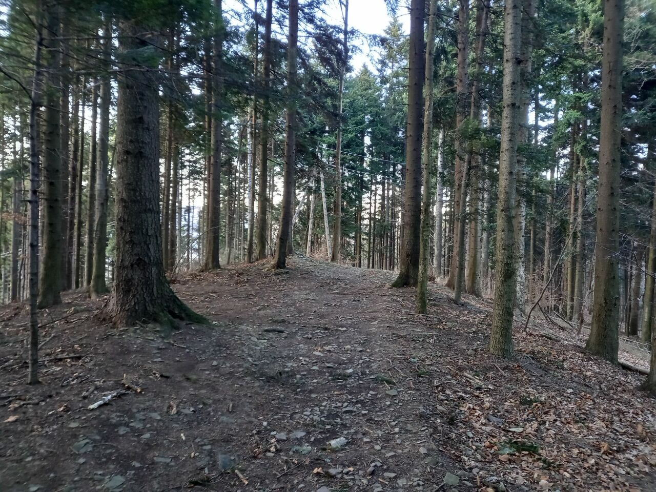Kozubnik